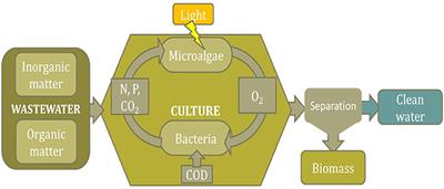 Recovery of Nutrients From Wastewaters Using Microalgae